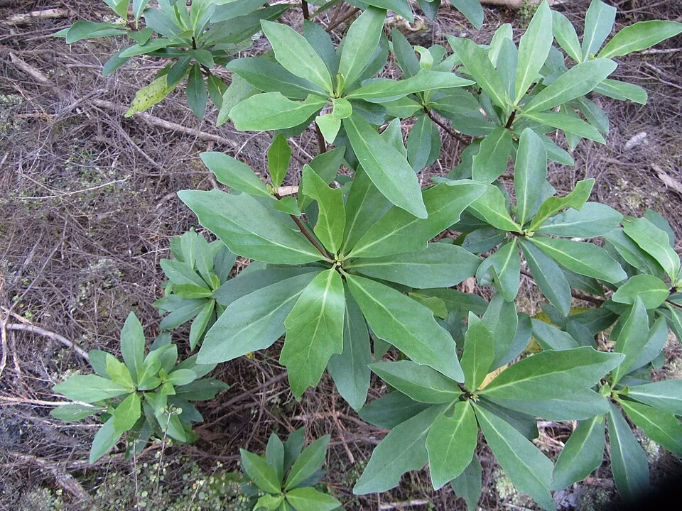 Kirk's Daisy (Brachyglottis kirkii)