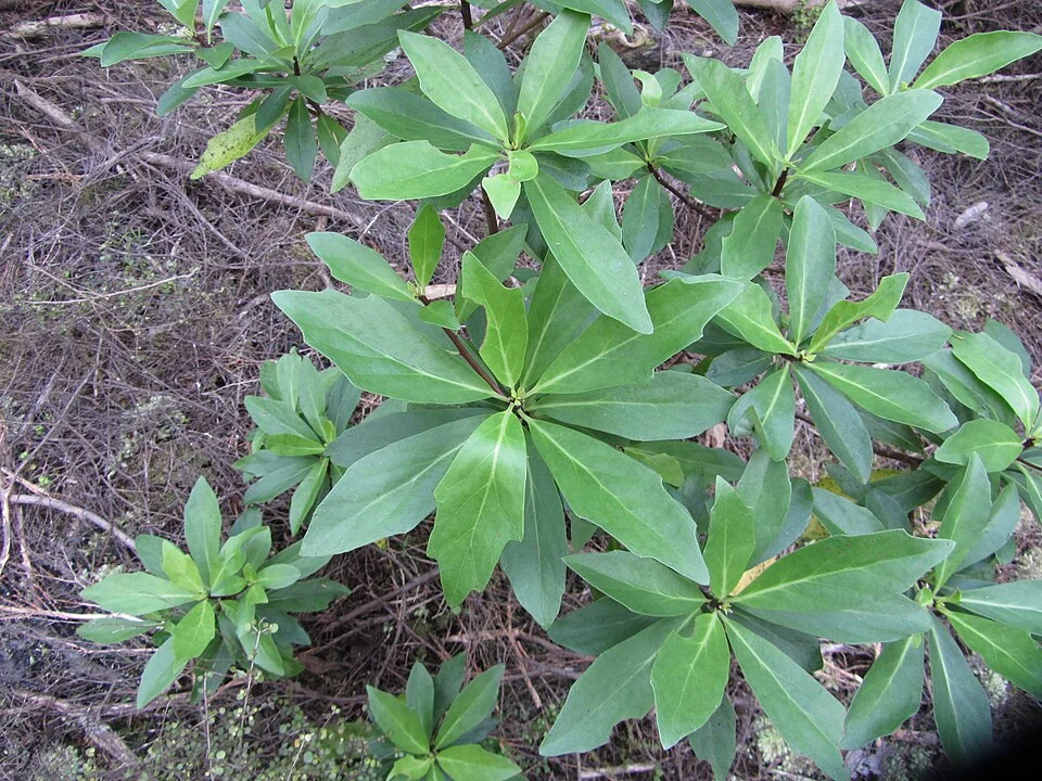 Kirk's Daisy (Brachyglottis kirkii) hero image