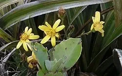 Mountain Daisy hero image
