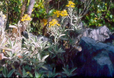 New Zealand Daisy Bush (Brachyglottis laxifolia) hero image