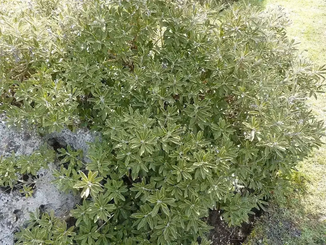 Monro's Daisy (Brachyglottis monroi)