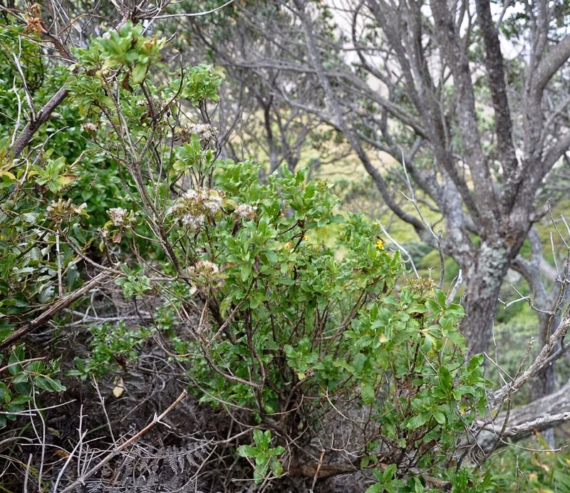 Raukūmara (Brachyglottis perdicioides)