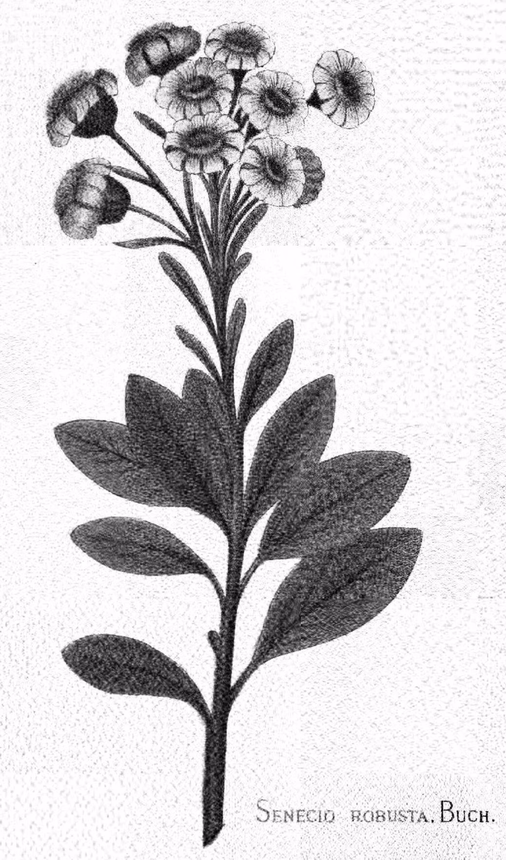 Brachyglottis revoluta (Brachyglottis revoluta)