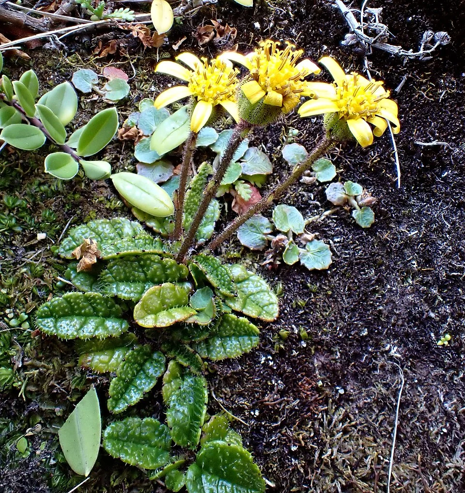Brachyglottis traversii with yellow daisy heads above silver‑tinged foliage