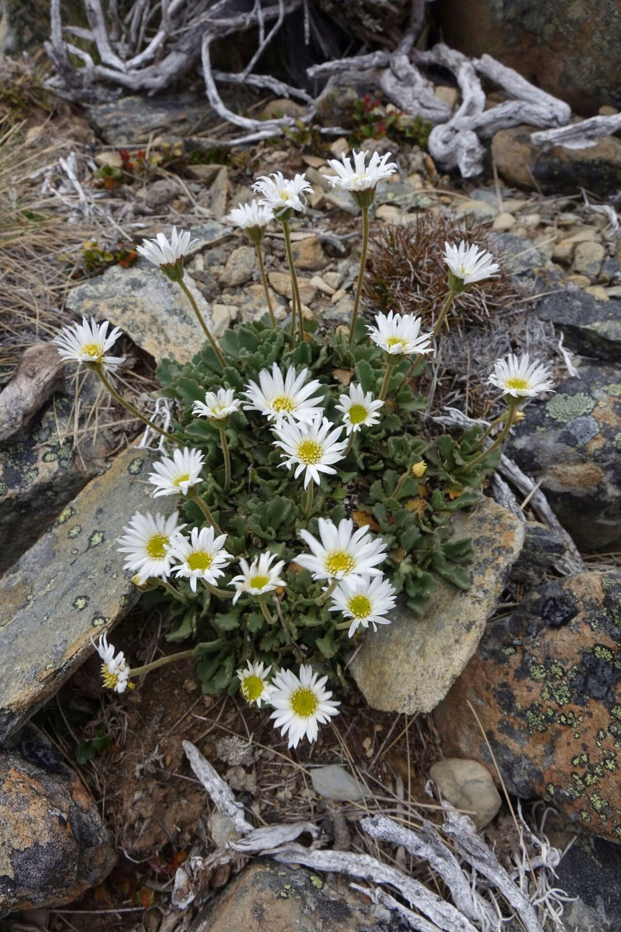 Brachyscome montana (Brachyscome montana)