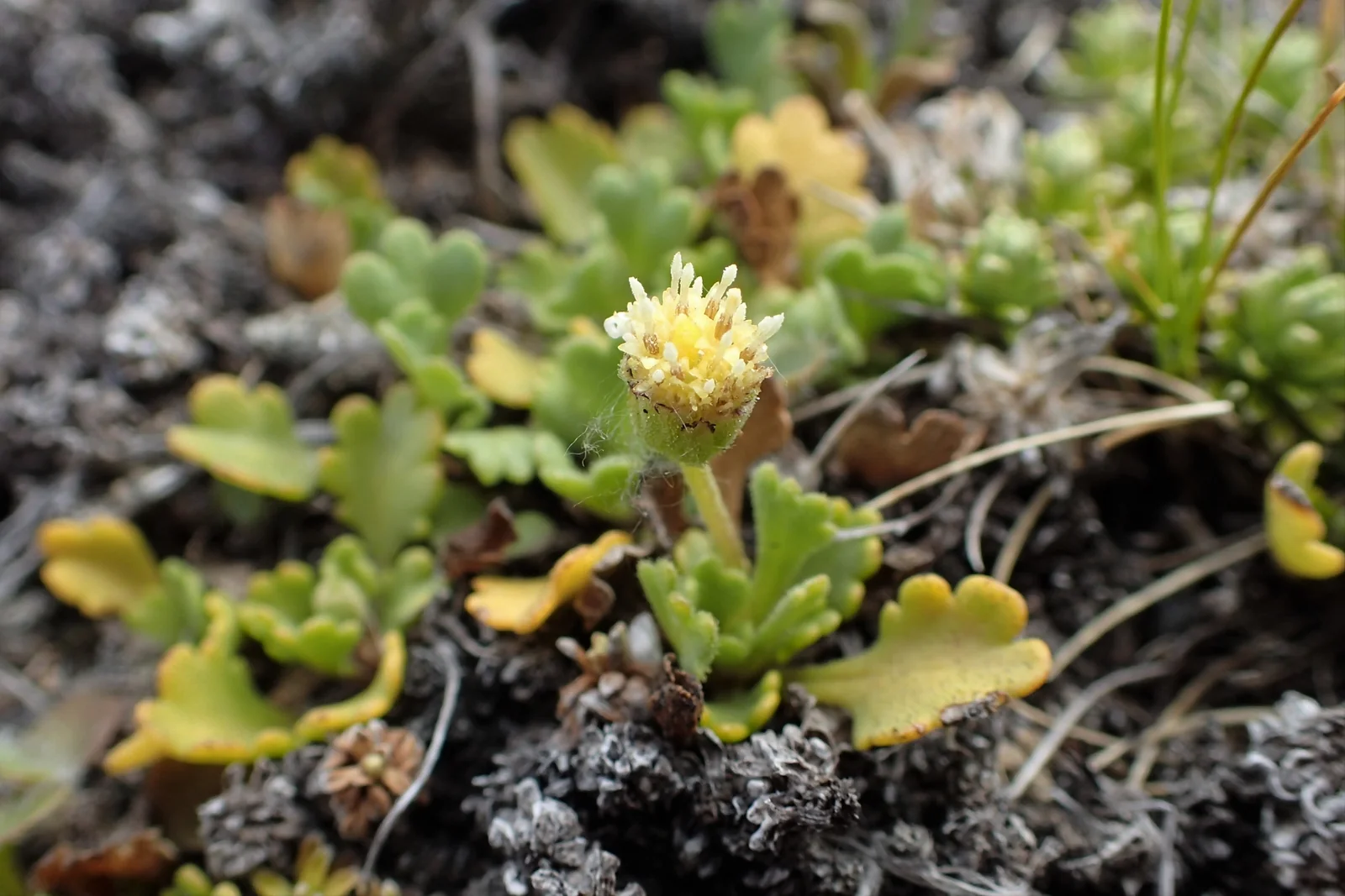 Brachyscome Radicata Native Plant (Brachyscome radicata)