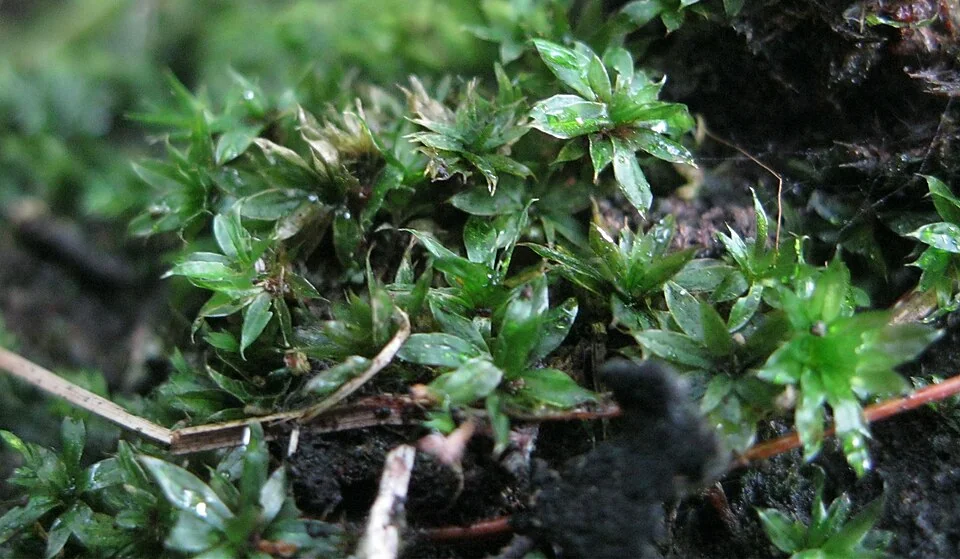 Billard's Bryum Moss (<i>Bryum billardieri</i>) hero image