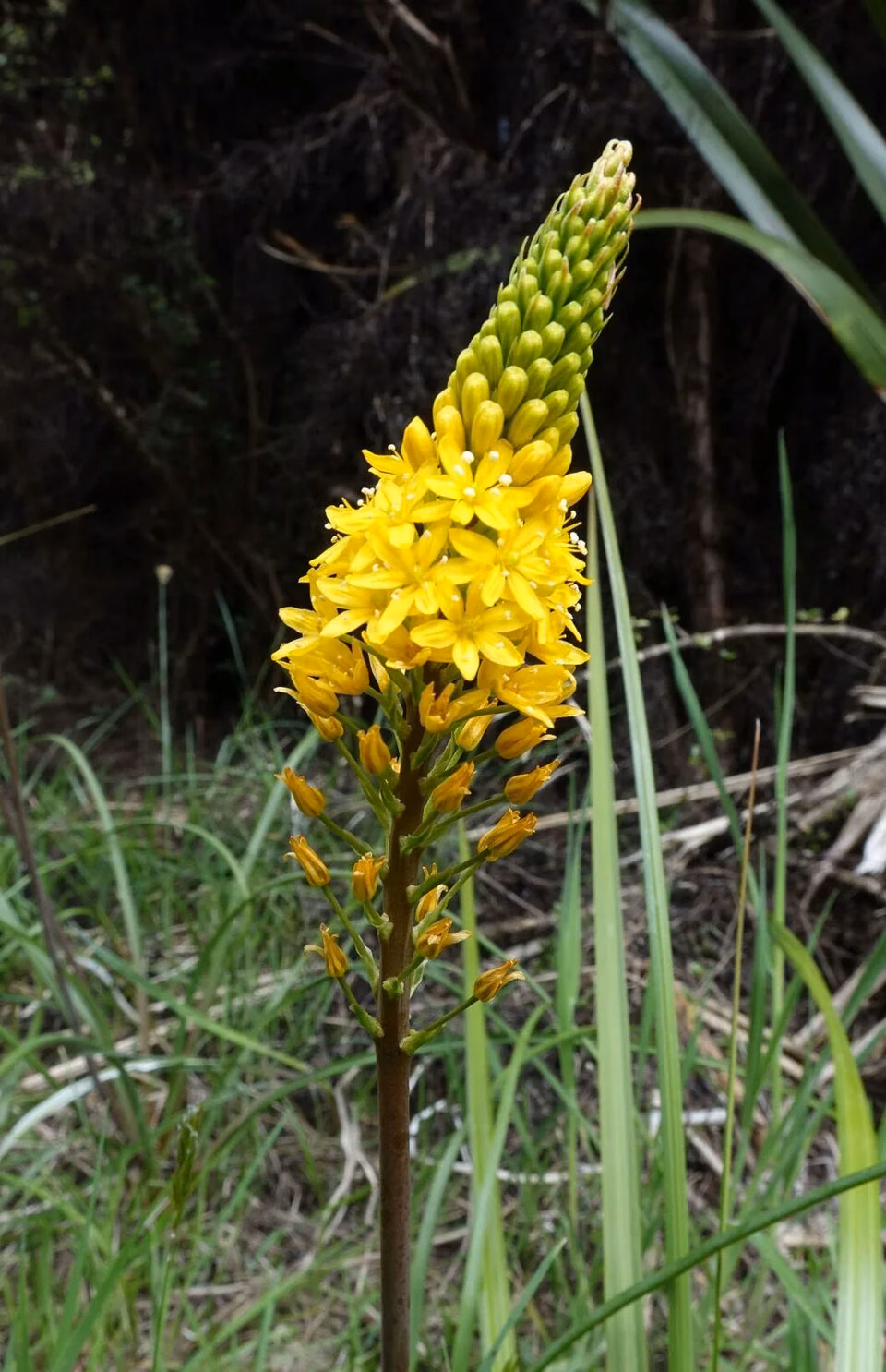 Māori Onion (Bulbinella angustifolia)
