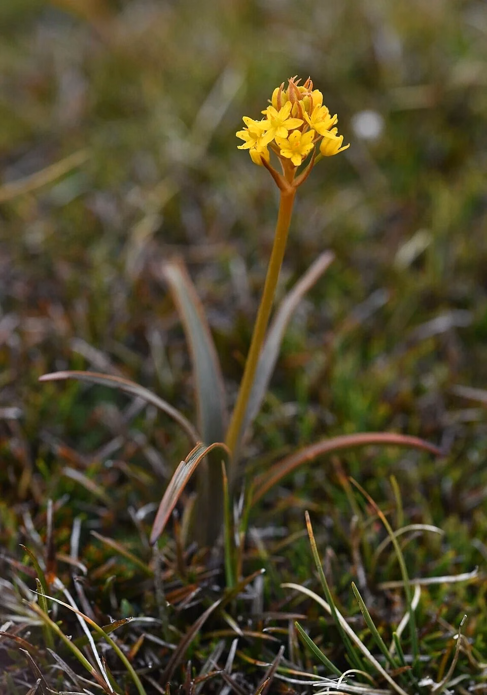 Gibbs's Māori Onion (Bulbinella gibbsii)