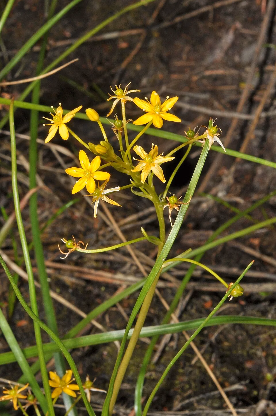 Small Bulbinella (Bulbinella modesta)