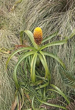 Ross's Lily (Bulbinella rossii)