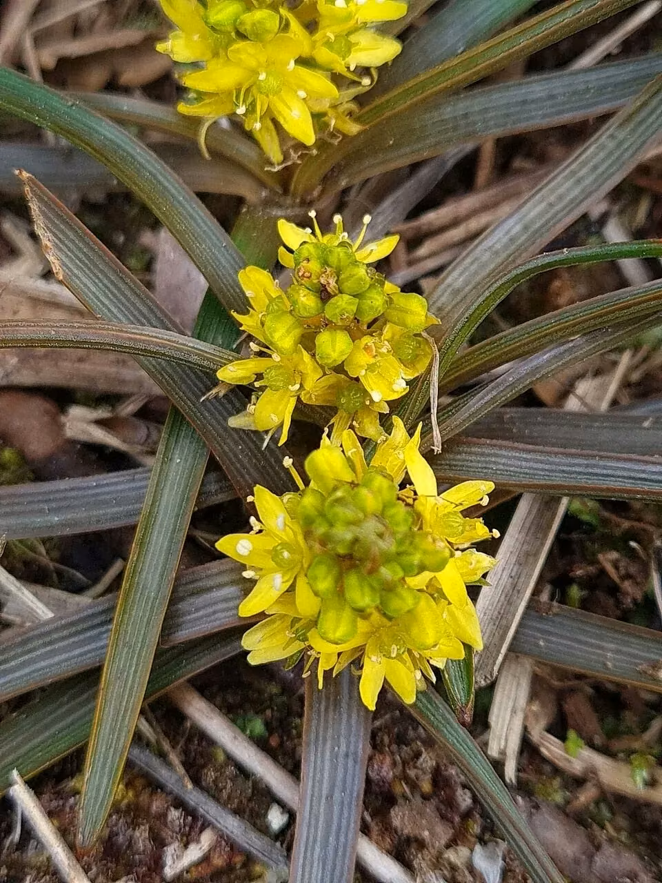 Talbot's Onion (Bulbinella talbotii)
