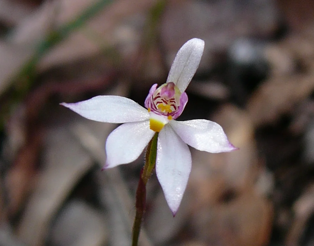 Caladenia Alata Native Plant (Caladenia alata)