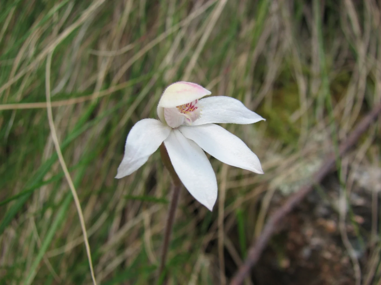 Caladenia Alpina Native Plant (Caladenia alpina)