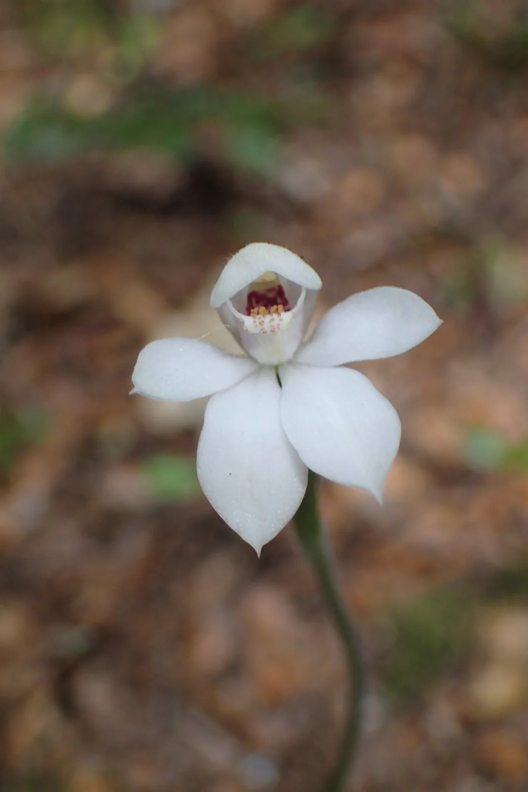 Caladenia Minor Native Plant (Caladenia minor)