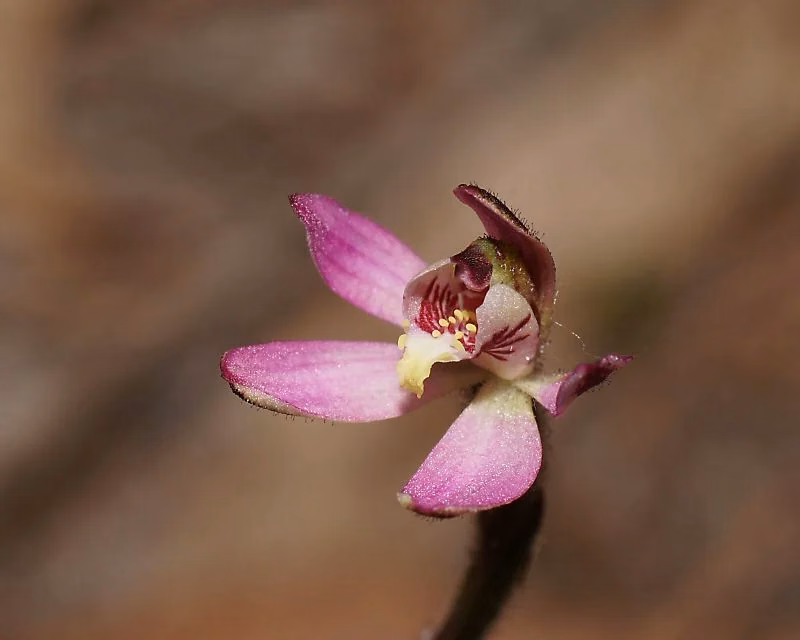 Caladenia Pusilla Native Plant (Caladenia pusilla)