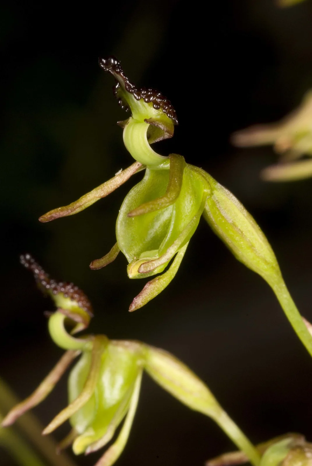 Caleana Minor Native Plant (Caleana minor)