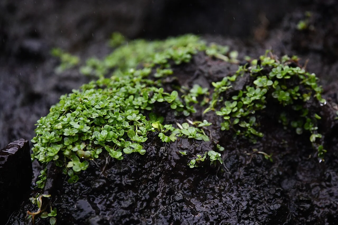 Antarctic Water-Starwort (Callitriche antarctica) hero image