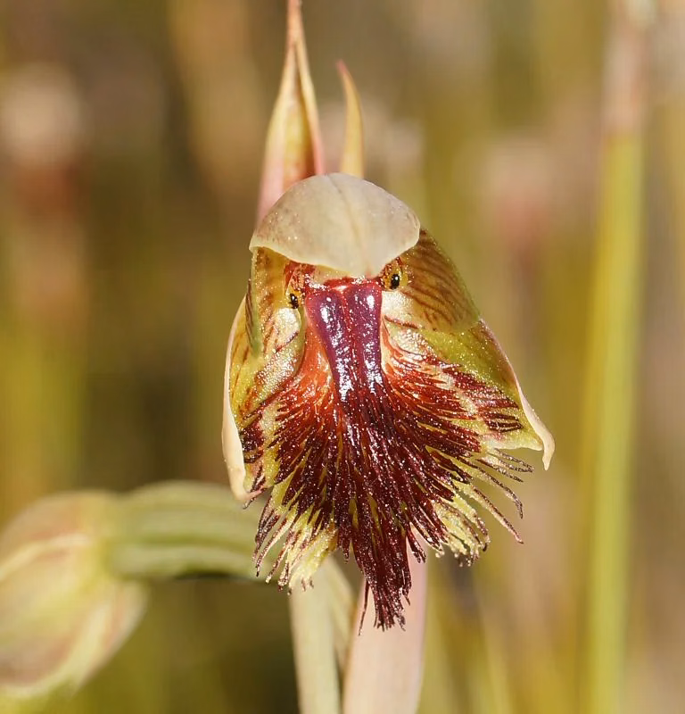 Calochilus Herbaceus Native Plant (Calochilus herbaceus)