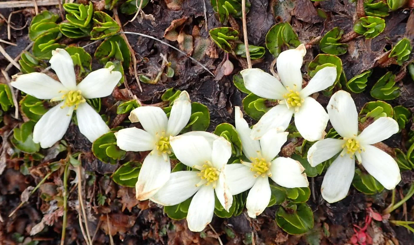 Caltha obtusa in flower near an alpine stream
