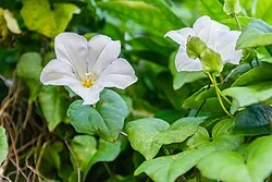 Climbing Convolvulus (<i>Calystegia tuguriorum</i>) hero image