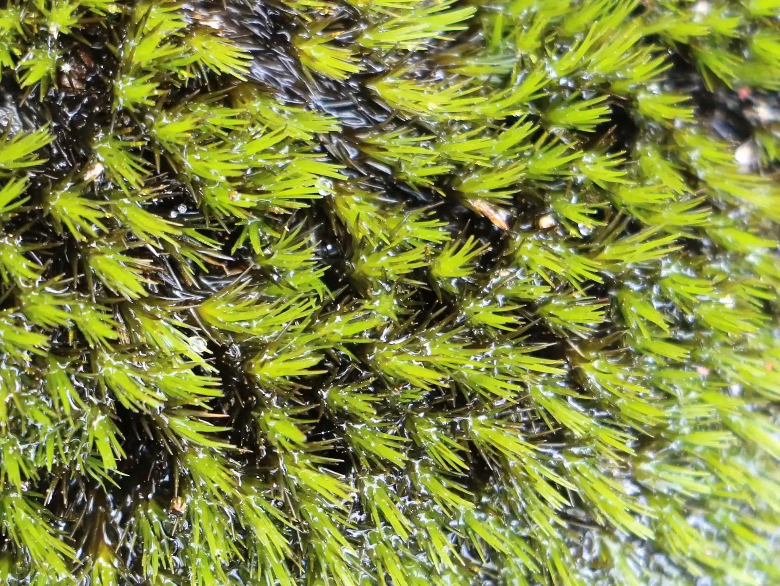 Campylopus Bicolor Native Plant (Campylopus bicolor)