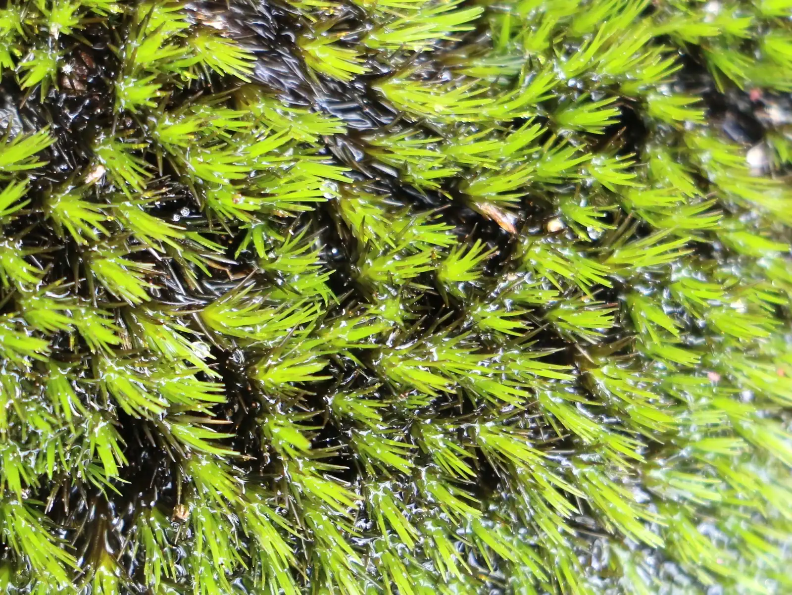Campylopus Bicolor Native Plant (Campylopus bicolor)