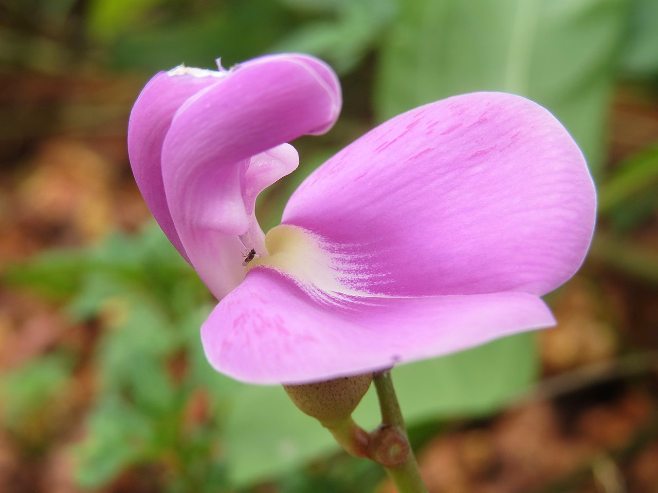 Canavalia rosea (Canavalia rosea)