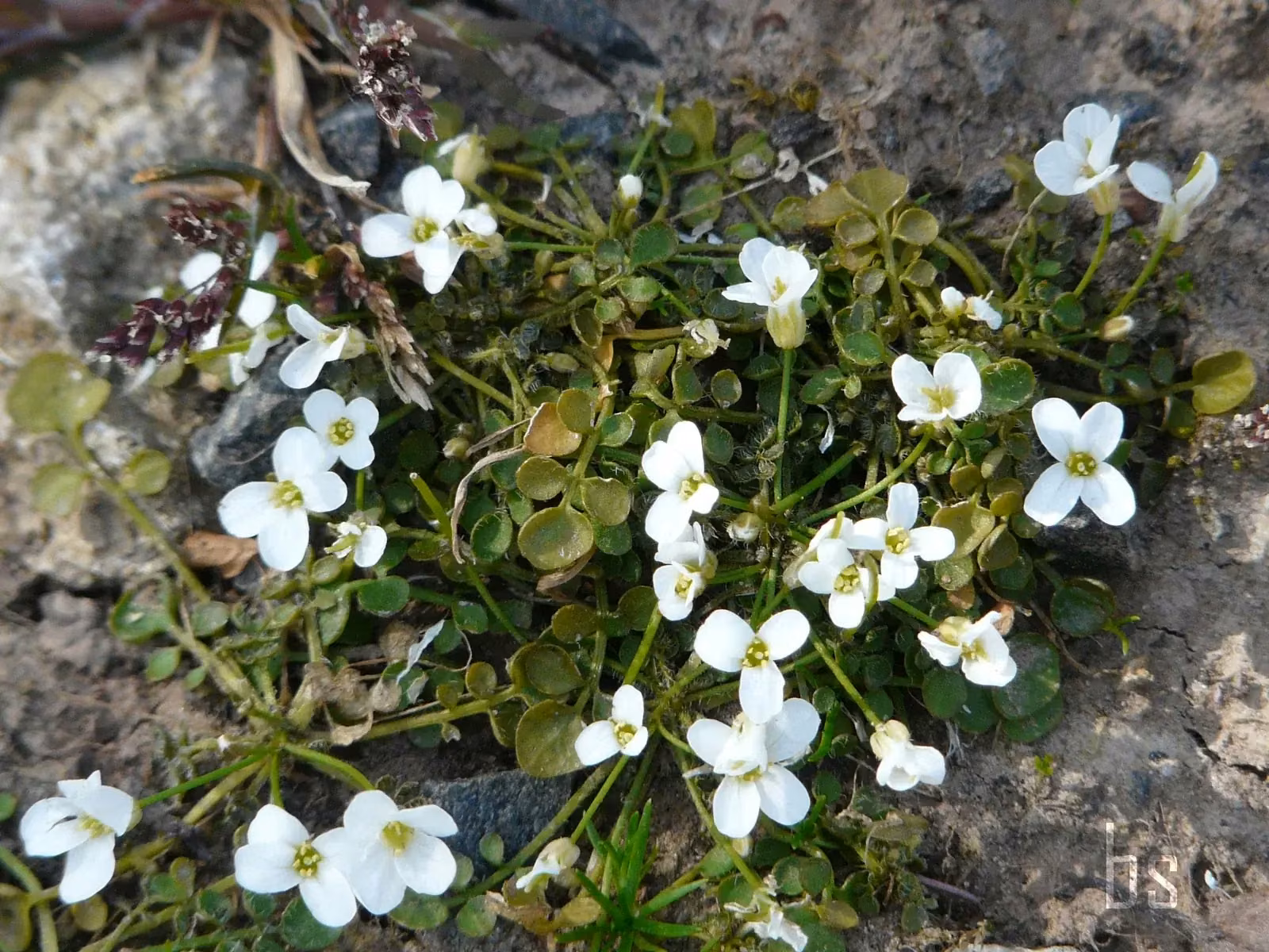 Cardamine Corymbosa Native Plant (Cardamine corymbosa)