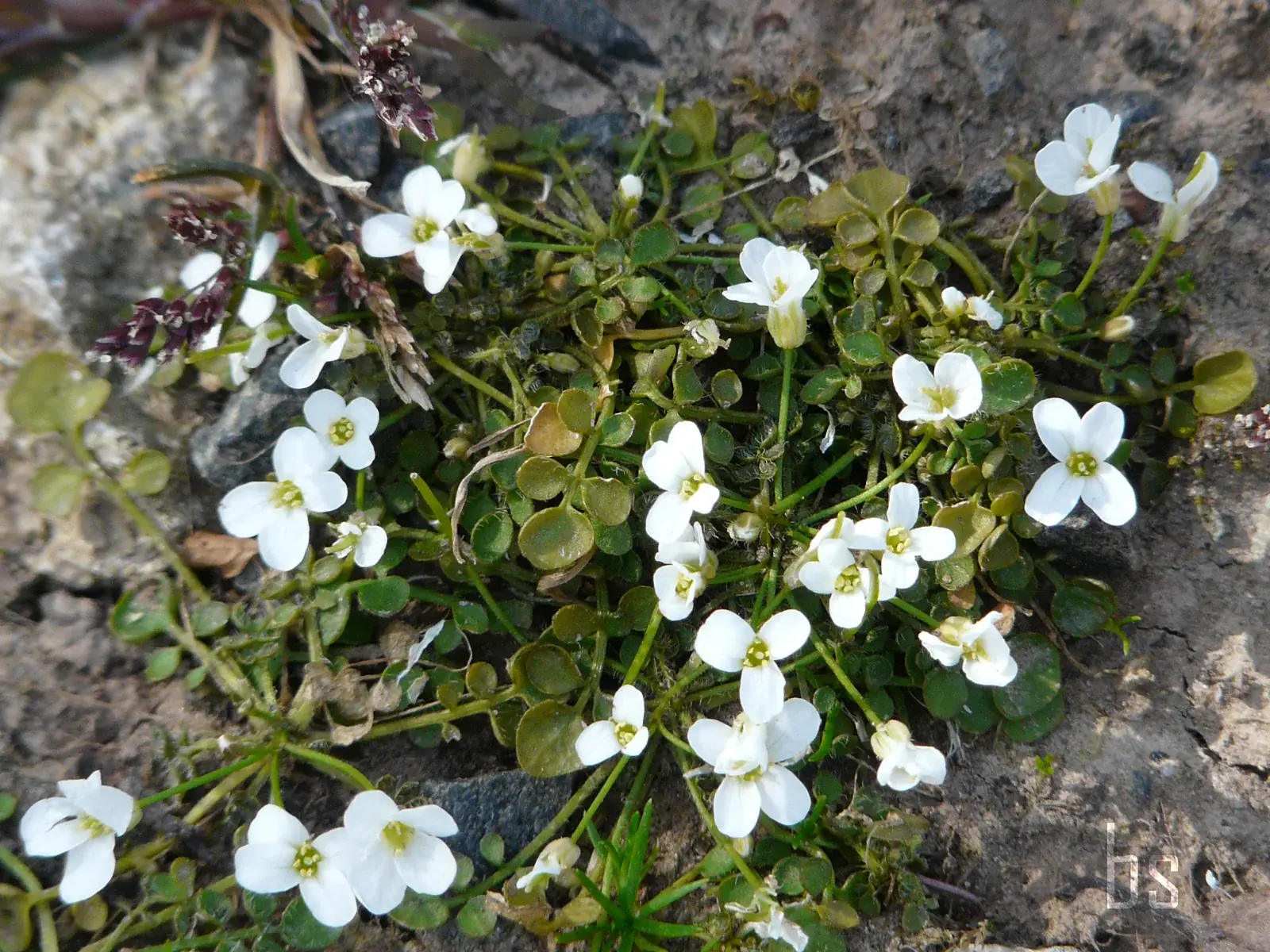 Cardamine Corymbosa Native Plant (Cardamine corymbosa)