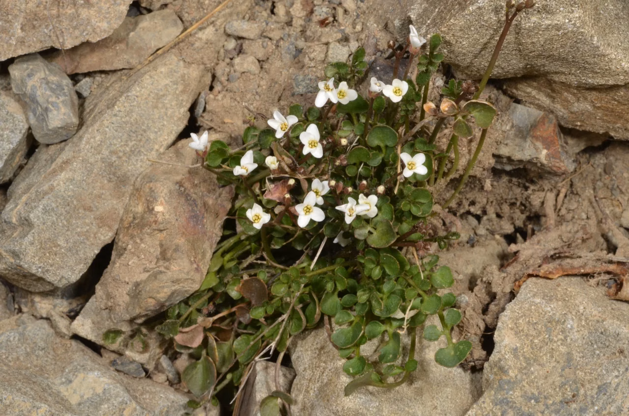 Scree Cress (Cardamine glara)
