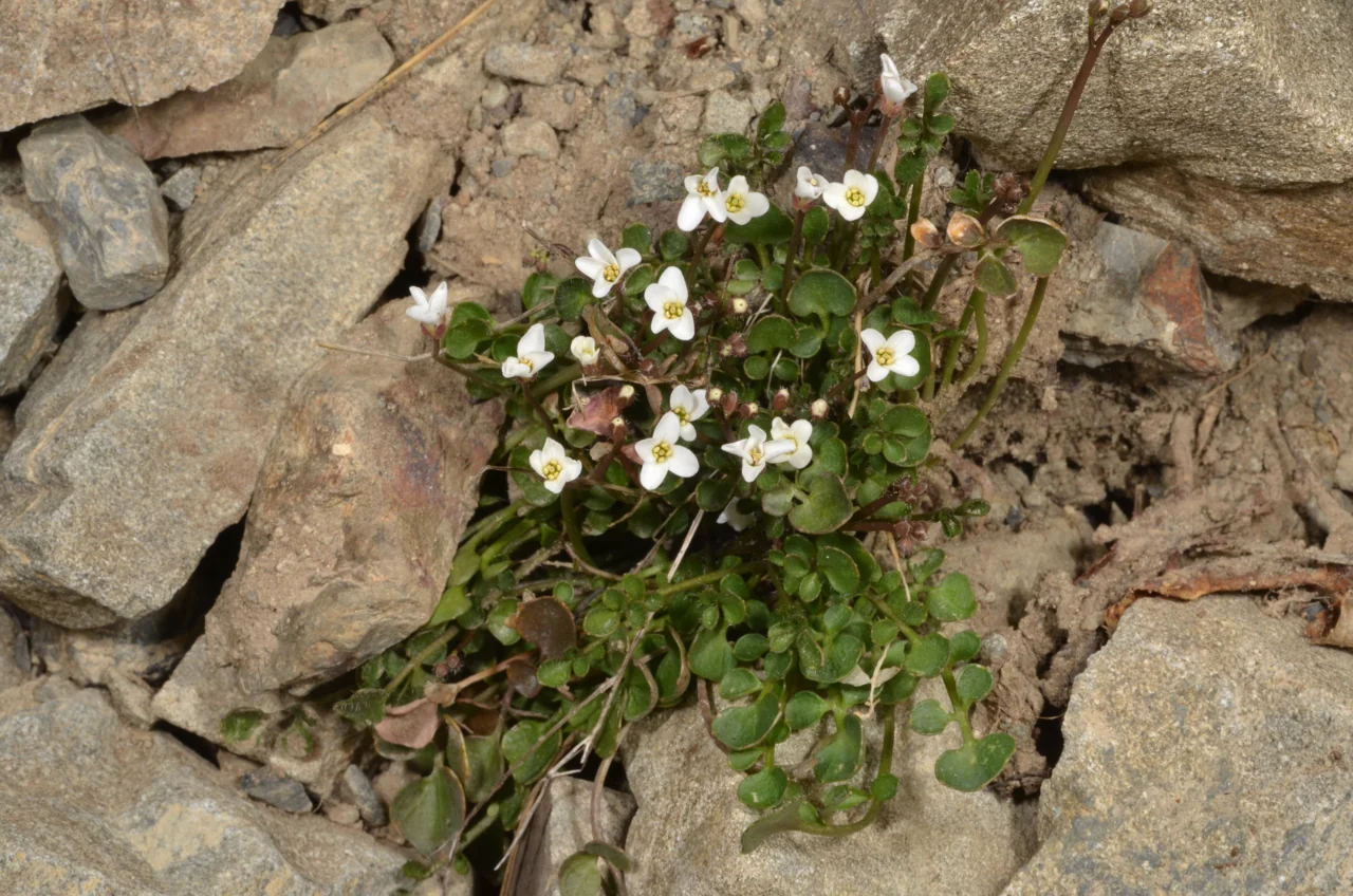 Cardamine glara with delicate white flowers over green leaves