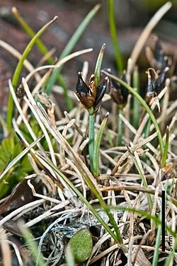 Needle-leaved Carex