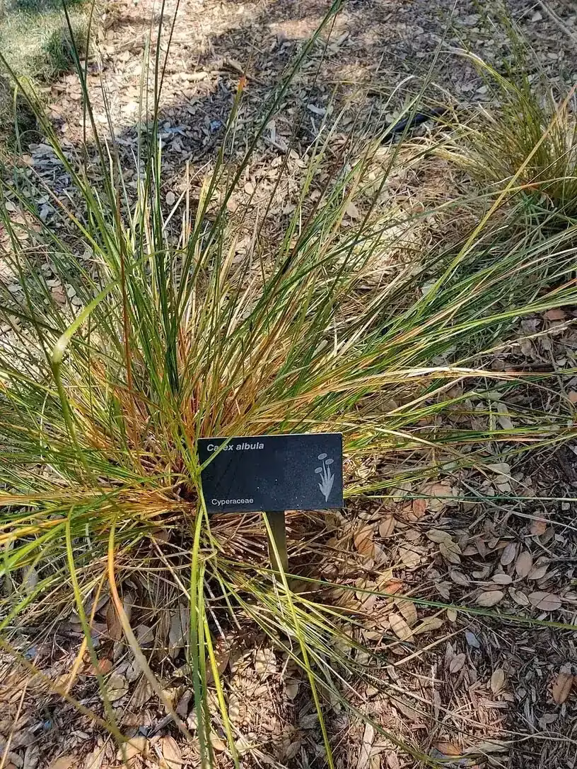 White Sedge (Carex albula)