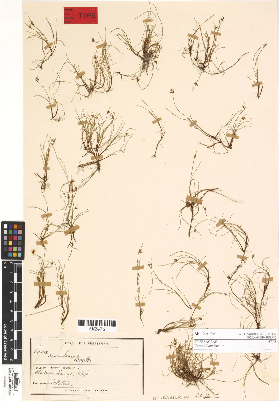Carex Allanii Native Plant (Carex allanii)