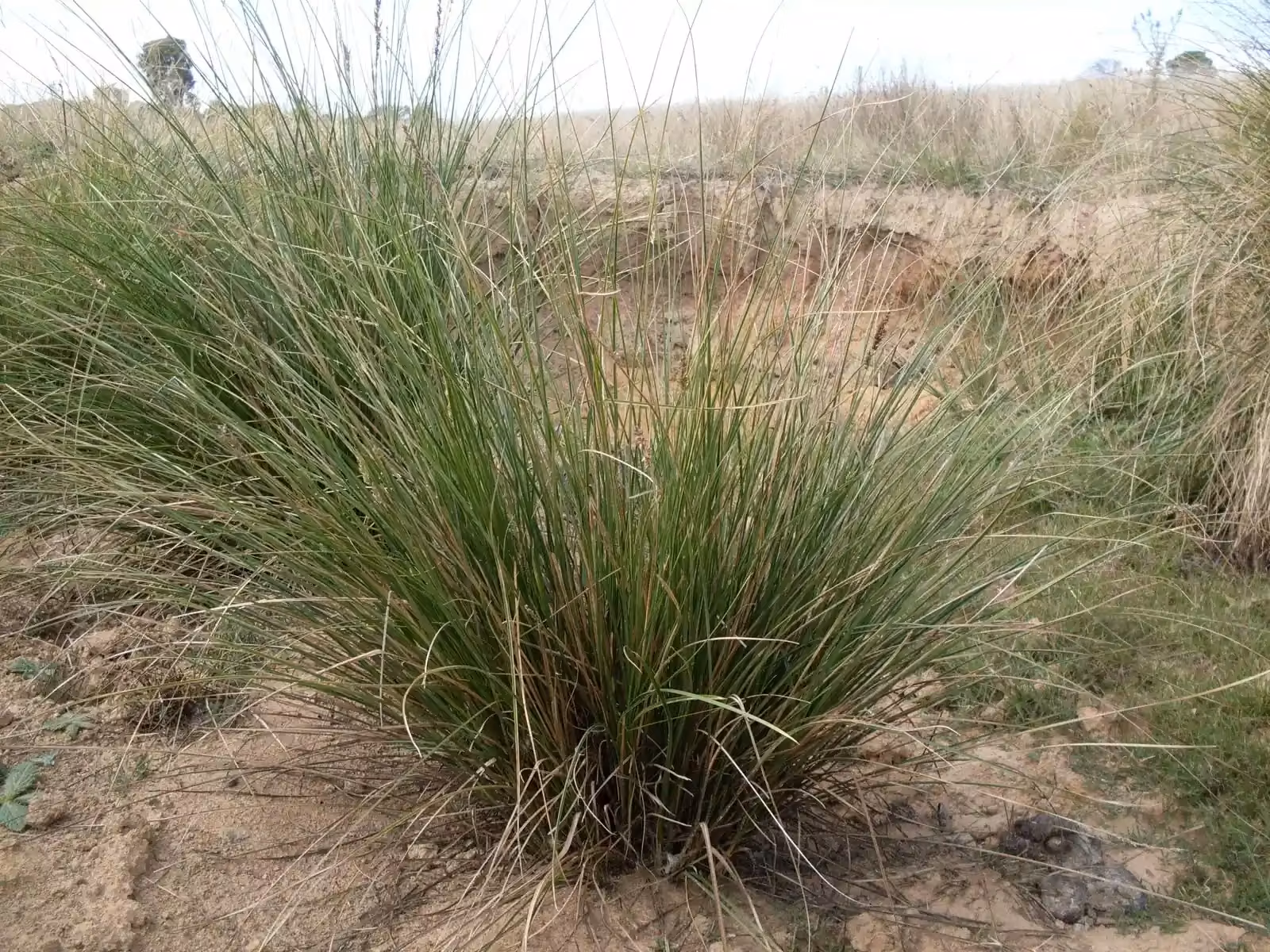 Carex Appressa Native Plant (Carex appressa)
