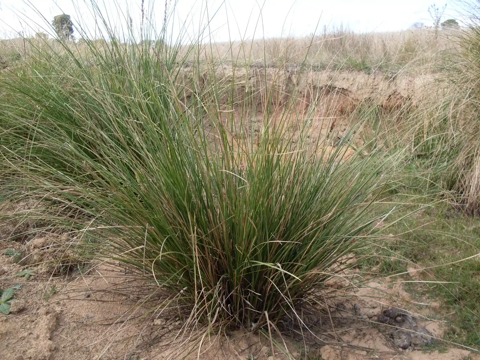 Carex Appressa Native Plant (Carex appressa)