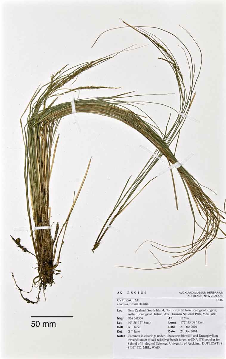 Carex astonii (Carex astonii)