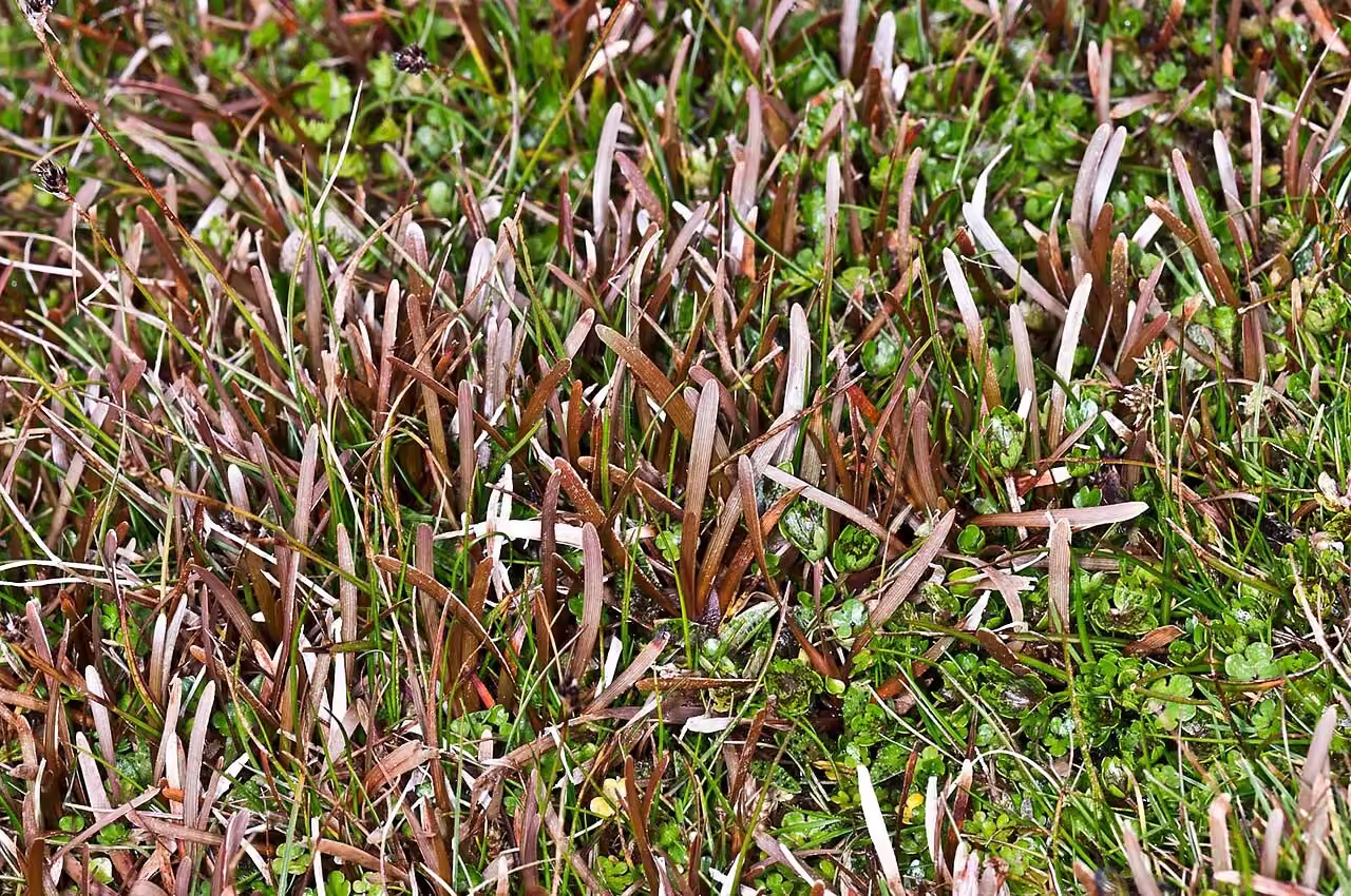 Carex berggrenii (Carex berggrenii)