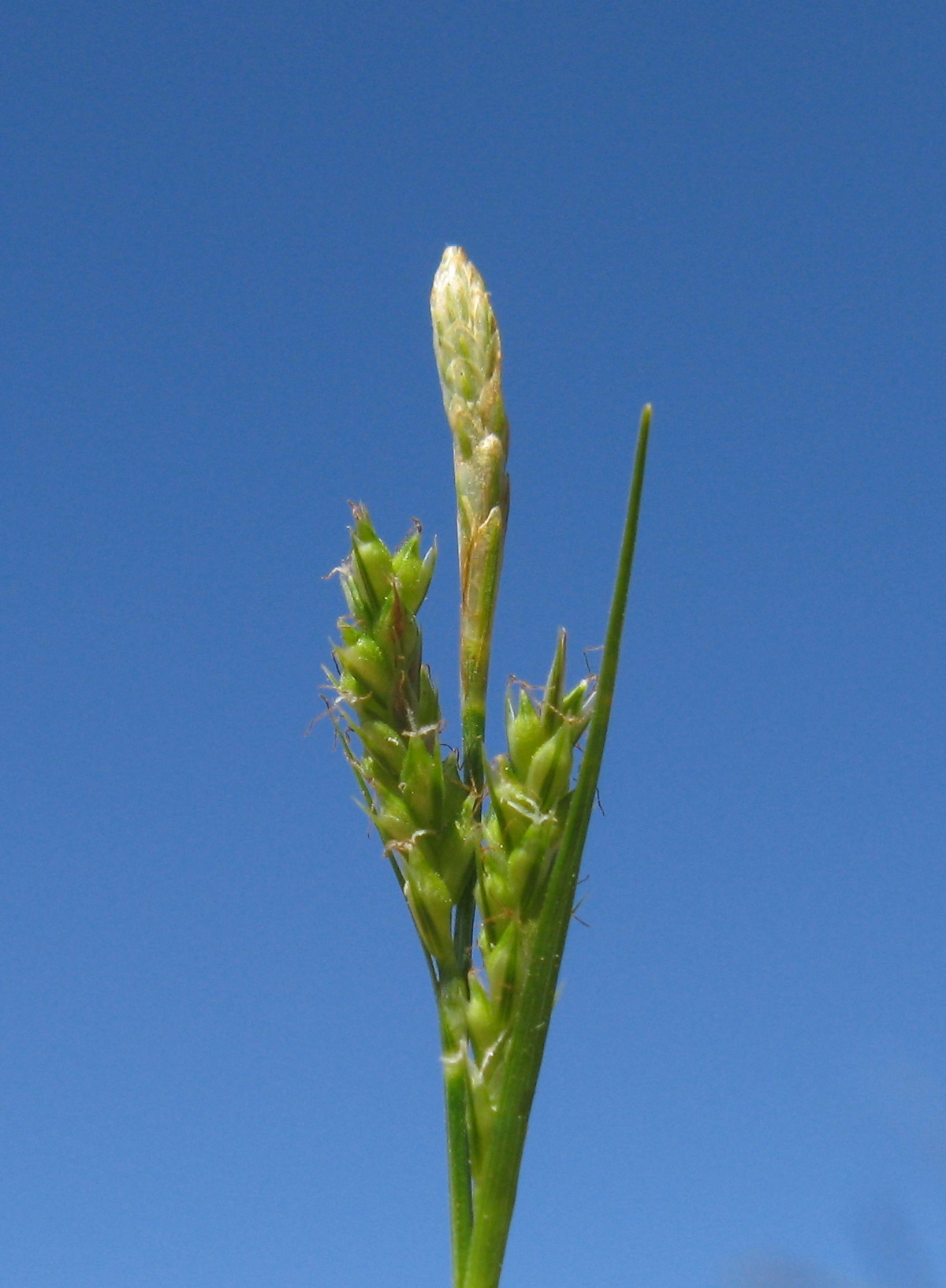 Carex breviculmis (Carex breviculmis)