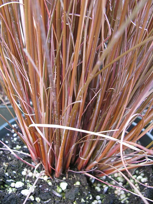 Carex buchananii (Copper Sedge)