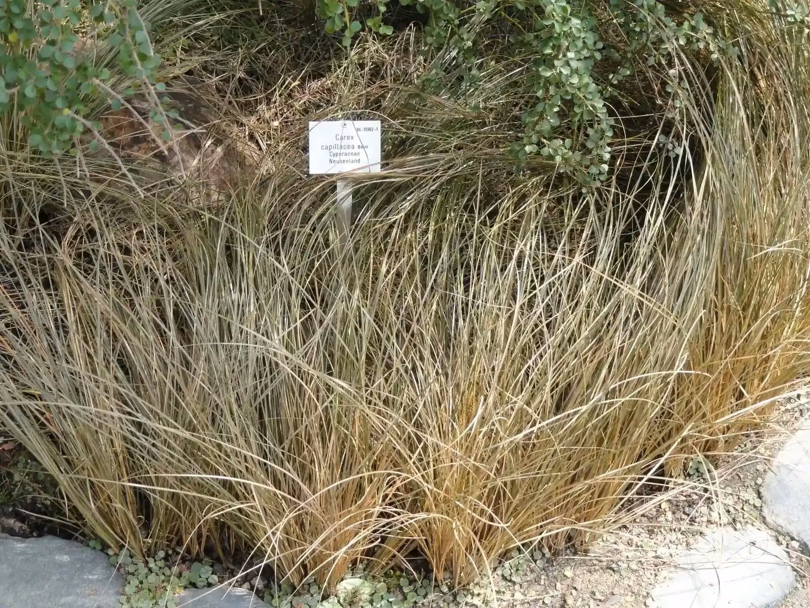Carex Capillacea Native Plant (Carex capillacea)