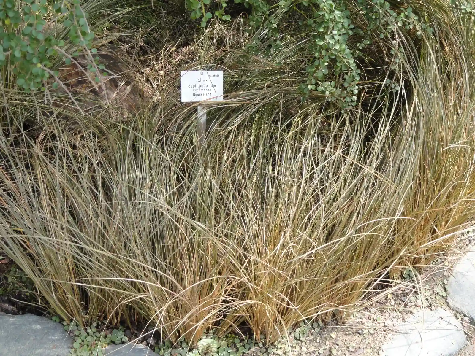 Carex Capillacea Native Plant (Carex capillacea)
