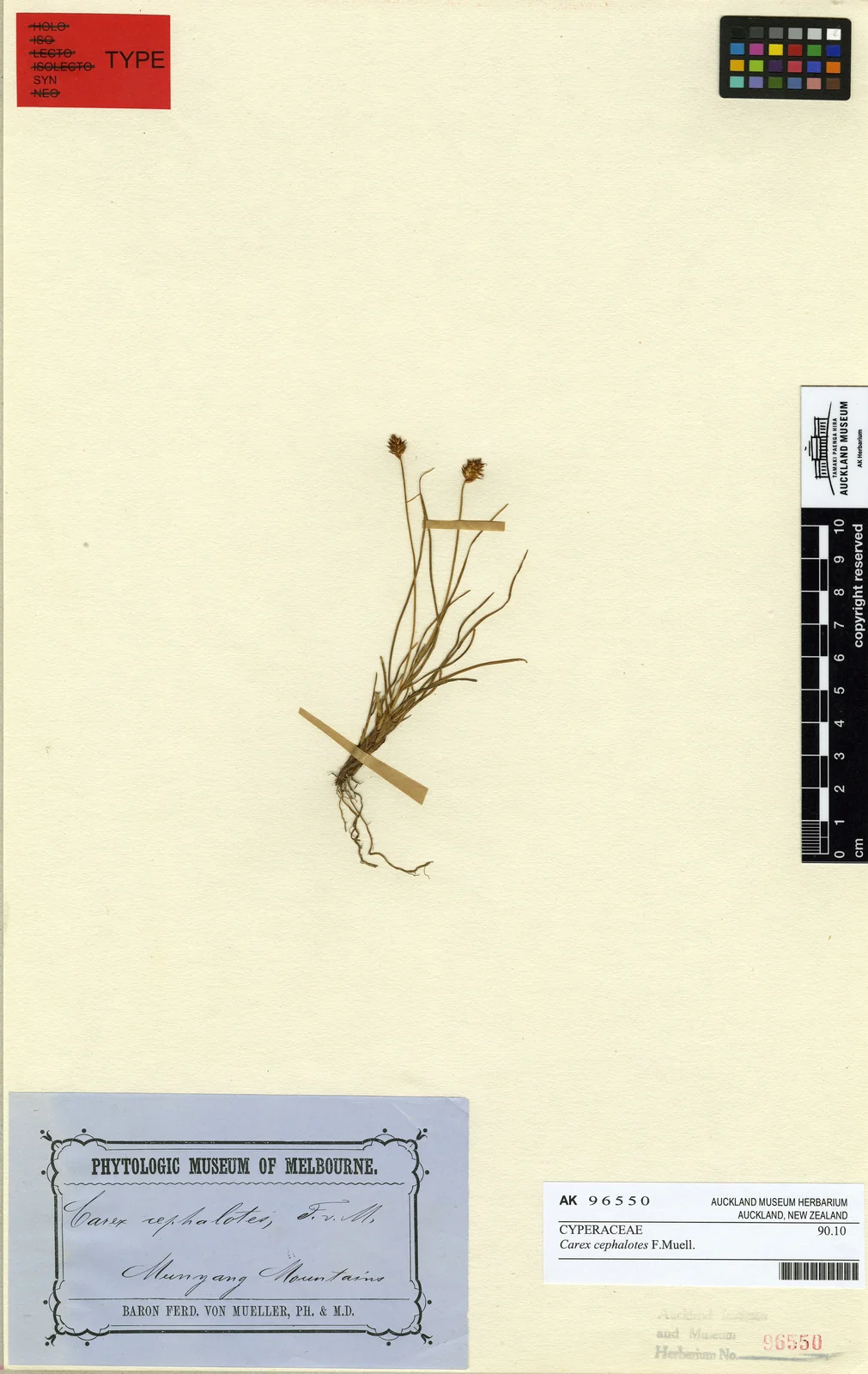 Carex Cephalotes Native Plant (Carex cephalotes)