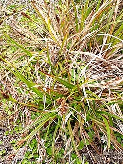 Chatham Sedge (<i>Carex chathamica</i>) hero image showing its stoutly tufted dark green foliage