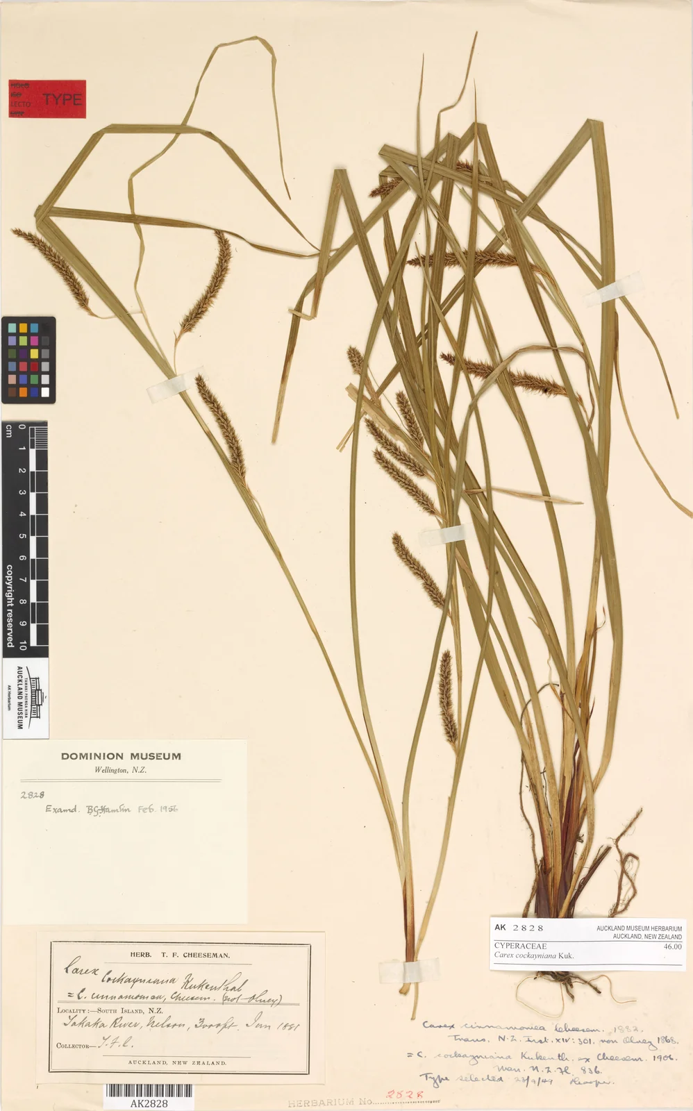 Carex Cockayneana Native Plant (Carex cockayneana)