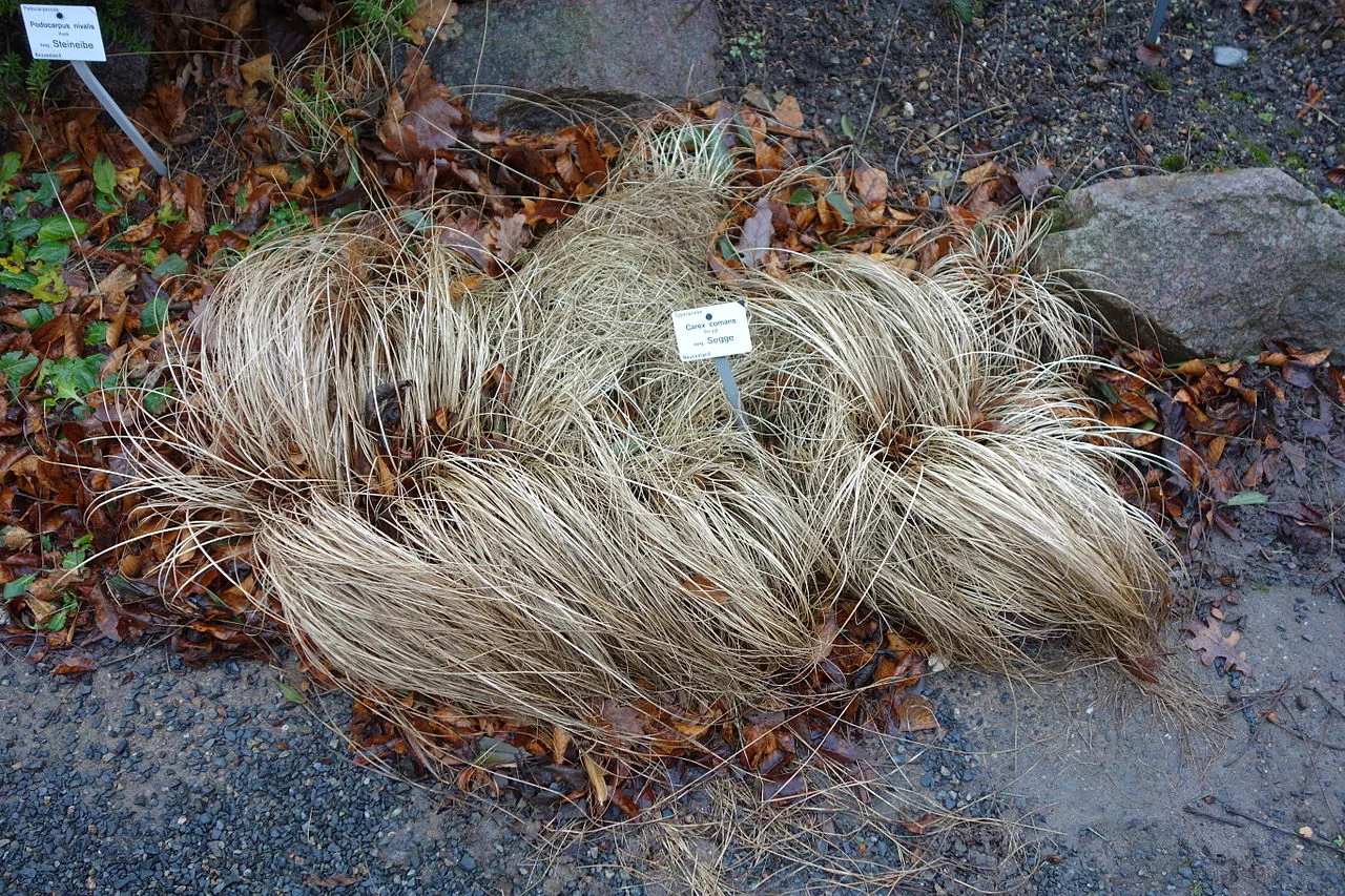 Frosted Curls Sedge (Carex comans) showing its distinctive silvery cascading foliage