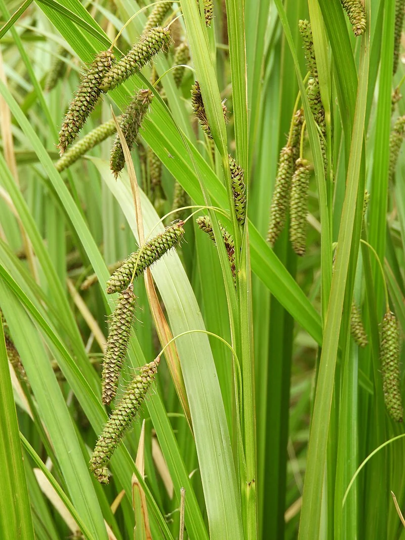 A clump of Cutty Grass (Carex coriacea) with its distinctive yellow-green leaves