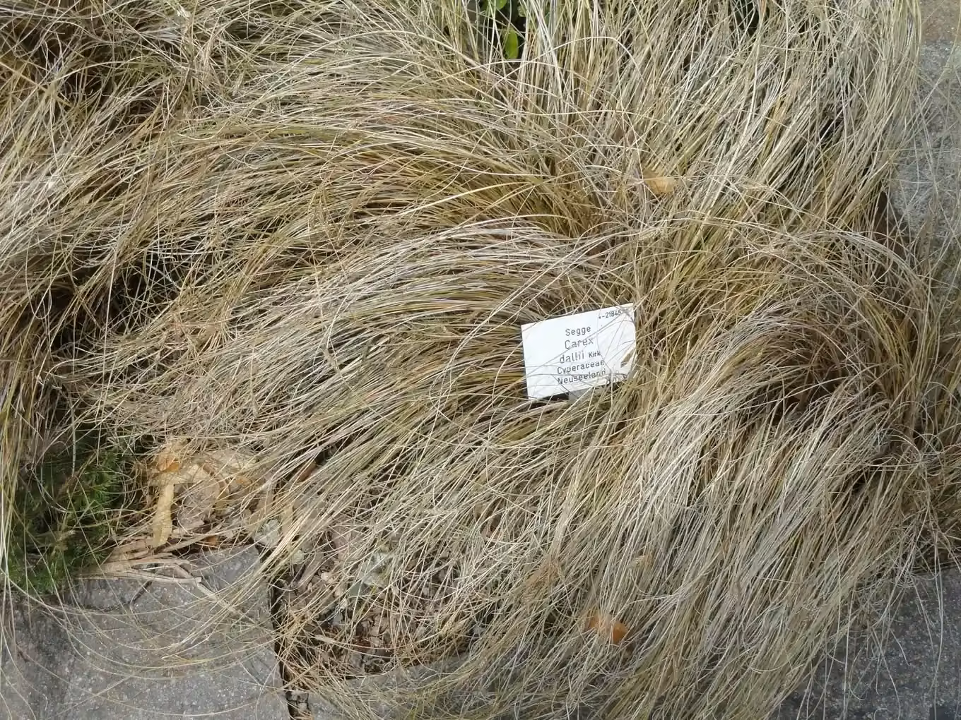 Carex Dallii Native Plant (Carex dallii)
