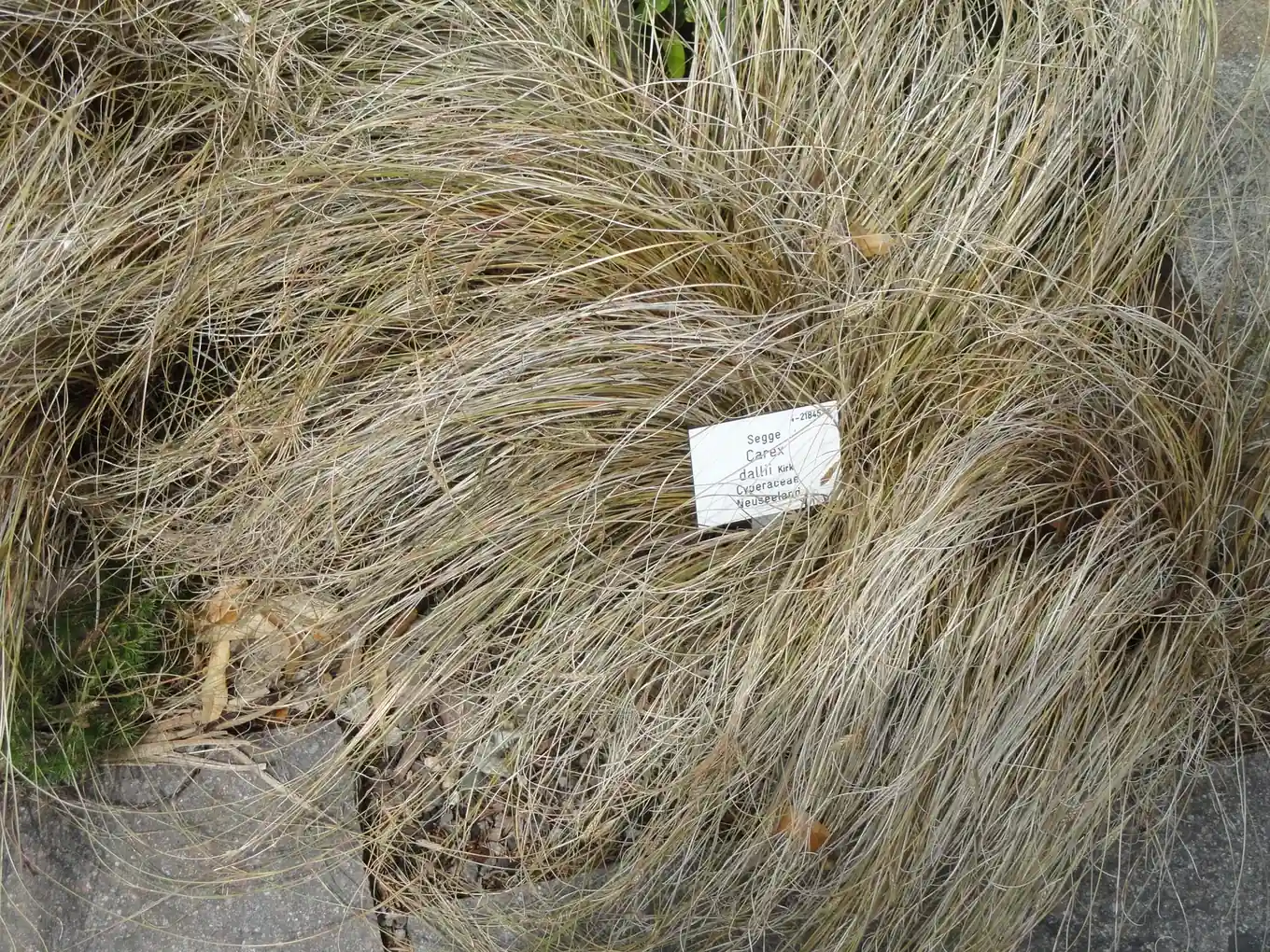Carex Dallii Native Plant (Carex dallii)